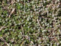 Thymus serpyllum ssp. serpyllum et Aceria thomasi Vårhallen, Simrishamn, Skåne, Sweden 20160606_0080