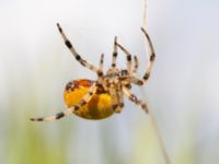 Araneus quadratus Djungelparken, Bunkeflostrand, Malmö, Skåne, Sweden 20240817_0027