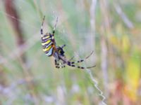 Argiope bruennichi Djungelparken, Bunkeflostrand, Malmö, Skåne, Sweden 20240817_0034