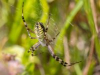 Argiope bruennichi Vombs boställe, Lund, Skåne, Sweden 20240801_0012