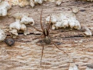 Pardosa lugubris - Lövvargspindel