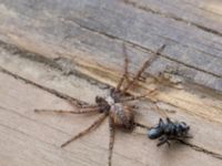 Philodromus cespitum Hilleshögs dalar, Landskrona, Skåne, Sweden 20170602B_0006