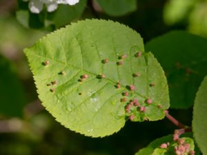 Phyllocoptes eupadi - Hägghorn