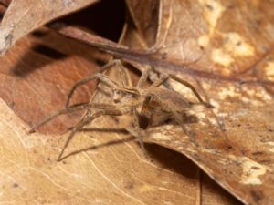 Pisaura mirabilis - Nursery Web Spider - Presentspindel