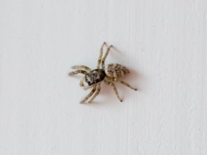 Salticus scenicus - Zebra Spider - Sebraspindel