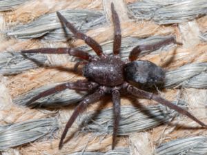 Scotophaeus blackwalli - Mouse Spider - Mindre musspindel