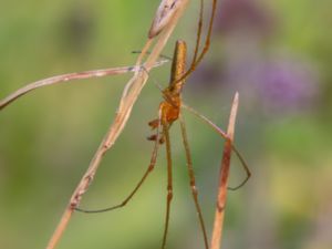 Tetragnatha extensa - Mässingsträckspindel