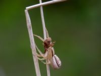 Xysticus ulmi Ollebo, Malmö, Skåne, Sweden 20190510B_0105