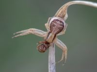 Xysticus ulmi Ollebo, Malmö, Skåne, Sweden 20190510B_0109