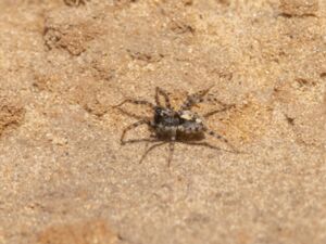 Arctosa perita - Sand Bear Spider - Dynvargspindel