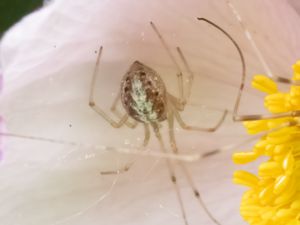 Enoplognatha ovata - Common Candy-striped Spider - Äggspindel