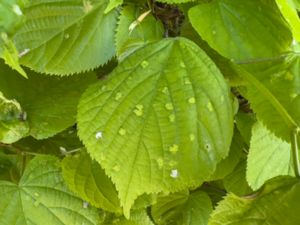 Eriophyes leiosoma - Lindfilt