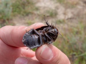 Polyphaga aegyptiaca