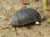 Polyphaga aegyptiaca Valley 3.2 km NW Dalis Reservoir Tower, Chachuna, Kakheti, Georgia 20180427_1308