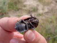 Polyphaga aegyptiaca Valley 3.2 km NW Dalis Reservoir Tower, Chachuna, Kakheti, Georgia 20180427_3241