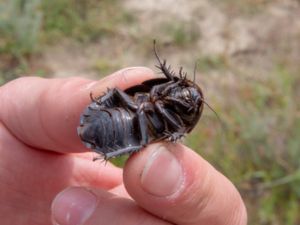 Polyphaga aegyptiaca