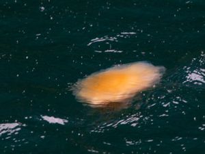 Chrysaora fuscescens - Pacific Sea Nettle