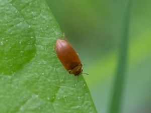 Byturus tomentosus - Hallonänger