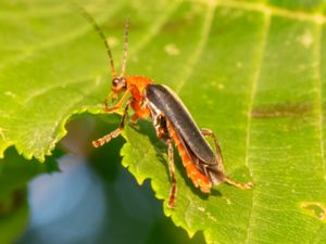 Cantharis livida