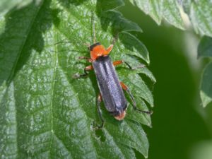 Cantharis pellucida