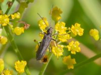 Oedemera virescens P-pl SV Emporia, Malmö, Skåne, Sweden 20240810_0063