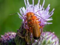 Rhagonycha fulva Everöds gamla banvall, Kristianstad, Skåne, Sweden 20130713B-334