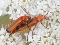 Rhagonycha fulva Ribersborgsdammen, Ribersborg, Malmö, Skåne, Sweden 20230715_0095