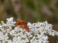 Rhagonycha fulva Svanetorpsvägen, Åkarp, Lomma, Skåne, Sweden 20160705_0043