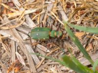 Cicindela campestris Åkerstigen, Toarp, Malmö, Skåne, Sweden 20230630_0096