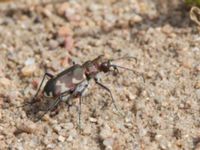 Cicindela hybrida Everöds motorcrossbana, Kristianstad, Skåne, Sweden 20140717_0029