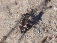 Cicindela hybrida Sandheden, Klagshamns udde, Malmö, Skåne, Sweden 20240806_0248