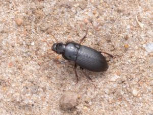 Harpalus rufipes - Åkerfrölöpare