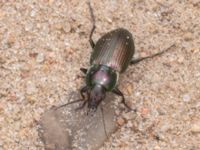 Poecilus versicolor NV grandungen, Toarp, Malmö, Skåne, Sweden 20230630_0114