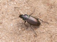 Poecilus versicolor NV grandungen, Toarp, Malmö, Skåne, Sweden 20230630_0116