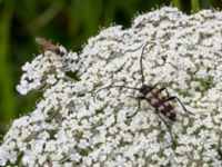 Leptura quadrifasciata Svanetorpsvägen, Åkarp, Lomma, Skåne, Sweden 20160705_0054