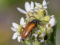 Pseudovadonia livida Borrebacke, Klagshamn, Malmö, Skåne, Sweden 20220629_0012