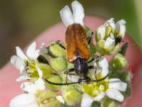 Pseudovadonia livida Borrebacke, Klagshamn, Malmö, Skåne, Sweden 20220629_0016