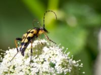 Rutpela maculata Borgen, Vallåkra, Helsingborg, Skåne, Sweden 20130624-1