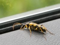 Rutpela maculata Linnebjers naturreservat, Lund, Skåne, Sweden 20170623_0033