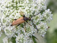 Stictoleptura rubra male Lindängelunds rekreationsområde, Malmö, Skåne, Sweden 20160821_0082