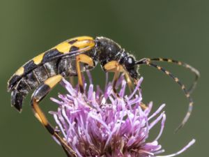 Rutpela maculata - Spotted Flower Longhorn - Fläckig blombock