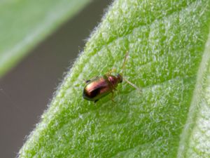 Crepidodera fulvicornis - Grön videjordloppa