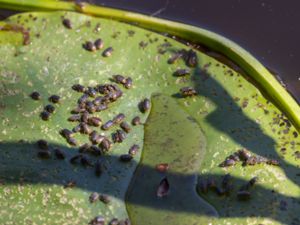 Galerucella nymphaeae - Näckrosbagge