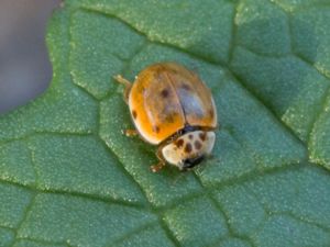 Adalia decempunctata - Tioprickig nyckelpiga