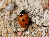 Coccinella septempunctata Vombs östra vattenverksdammar, Lund, Skåne, Sweden 20100812 071