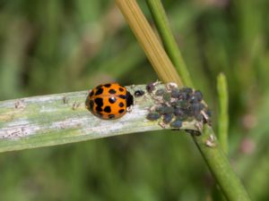 Harmonia axyridis - Harlequin Ladybird - Harlekinnyckelpiga