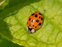 Harmonia axyridis Banvallen Köpenhamnsstigen, Ribersborg, Malmö, Skåne, Sweden 20220501_0237