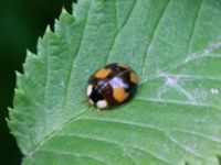 Harmonia axyridis Ribersborgsdammen, Ribersborg, Malmö, Skåne, Sweden 20230715_0108