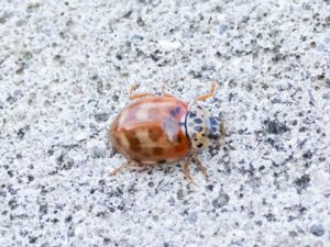 Harmonia quadripunctata - Cream-streaked Ladybird - Leopardtallpiga