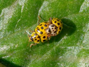 Psyllobora vigintiduopunctata - 22-spot Ladybird - Tjugotvåprickig nyckelpiga